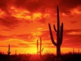 /album/bilder/arizonagalleri2-jpg/